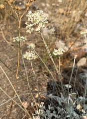 Eriogonum