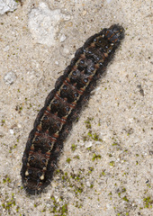 Apina callisto