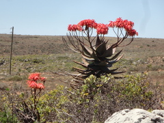 Aloe perfoliata