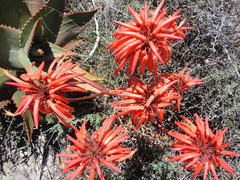 Aloe perfoliata