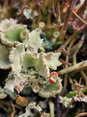 Cladonia pleurota