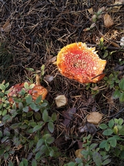 Amanita muscaria