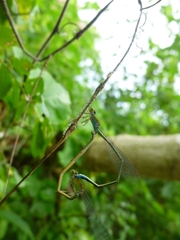 Pseudagrion rubriceps