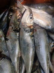 Sardinella longiceps