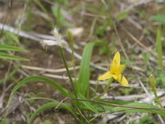 Hypoxis aurea