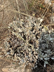 Eriogonum