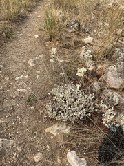 Eriogonum