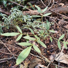 Polyscias sambucifolia