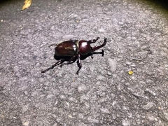 Trypoxylus dichotomus tsunobosonis