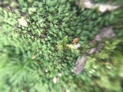Fissidens bryoides