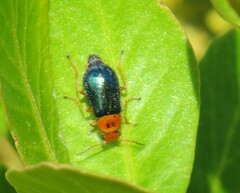 Ascolhedybius hirtus