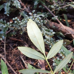 Polyscias sambucifolia