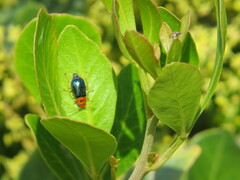 Ascolhedybius hirtus