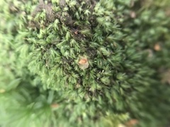 Fissidens bryoides