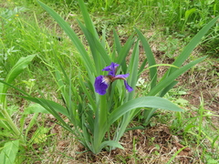 Iris setosa