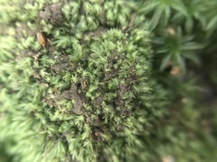 Fissidens bryoides