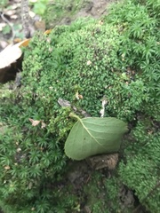 Fissidens bryoides