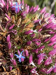 Andersonia caerulea