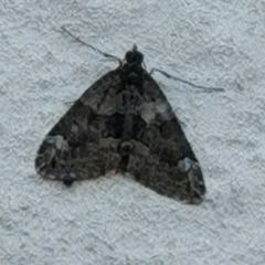 Chloroclysta siterata