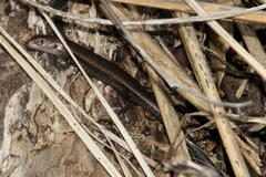 Lampropholis delicata