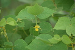 Rhynchosia cana