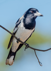 Cracticus nigrogularis