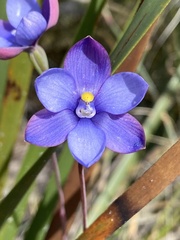 Thelymitra cornicina