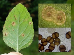 Puccinia menthae
