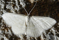 Scopula inductata