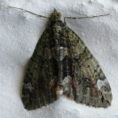 Chloroclysta siterata