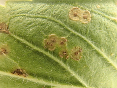 Puccinia menthae
