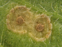 Puccinia menthae