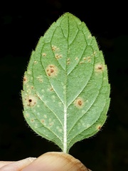 Puccinia menthae