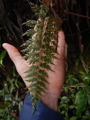Asplenium affine