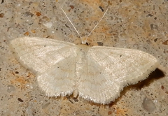 Scopula inductata