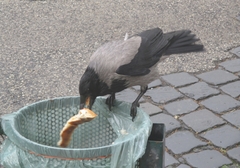 Corvus cornix