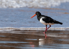 Haematopus longirostris