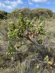 Hakea amplexicaulis
