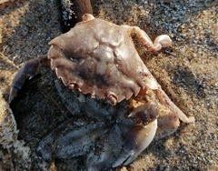 Liocarcinus vernalis