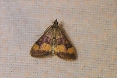 Pyrausta flavofascialis