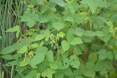 Rhynchosia cana