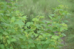 Rhynchosia cana