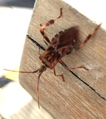 Leptoglossus occidentalis