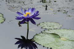 Nymphaea lotus