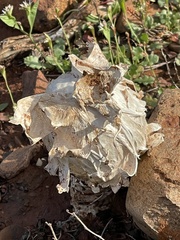 Podaxis