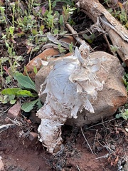 Podaxis