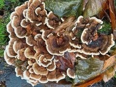 Trametes
