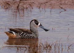 Malacorhynchus membranaceus
