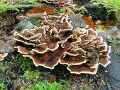 Trametes