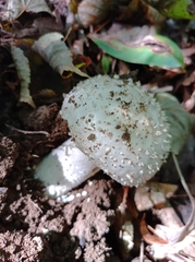 Amanita solitaria